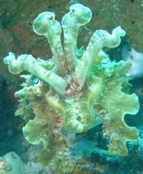 Happy to see you!
Flamboyant Cuttlefish_Metasepia pfeffe... by Dennis Pfeffer 
